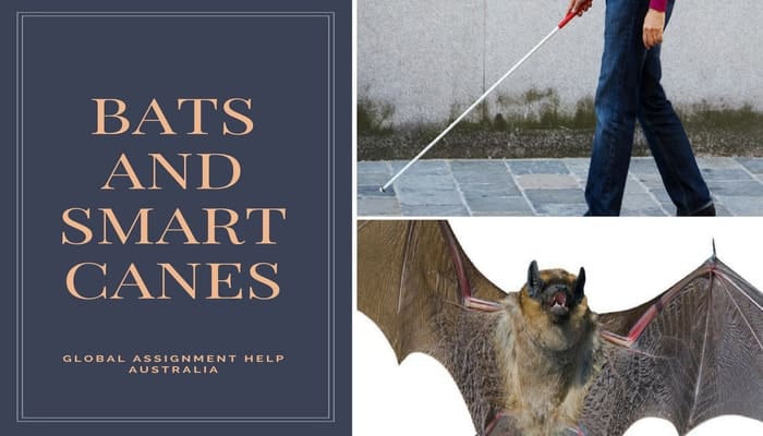 Bats And SmartCanes