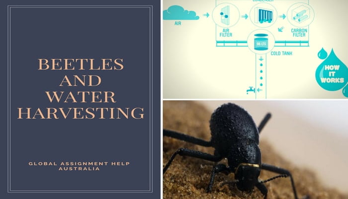 Beetles And Water Harvesting