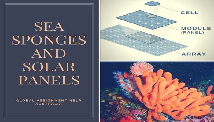 Sea Sponges And Solar Panels